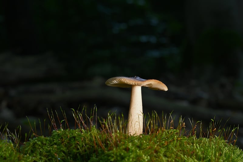 Forest Bathing Kit